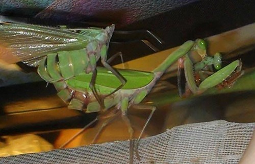 Bọ ngựa, trang nam nhi đích thực, tấm gương hy sinh cho tình yêu